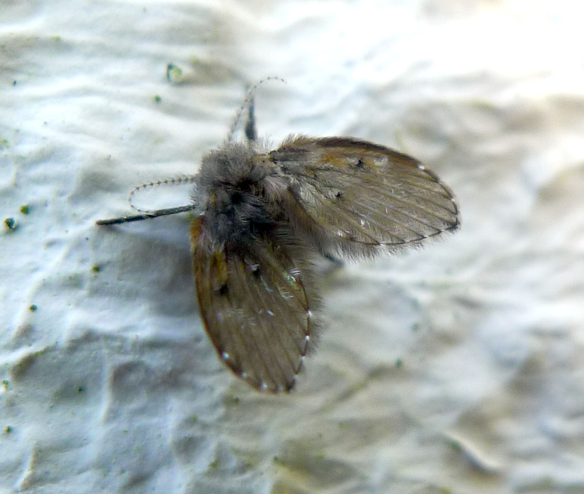 ذبابة البالوعات الصغيرة توضح أهمية معالجة مصدر التكاثر وليس القتل فقط