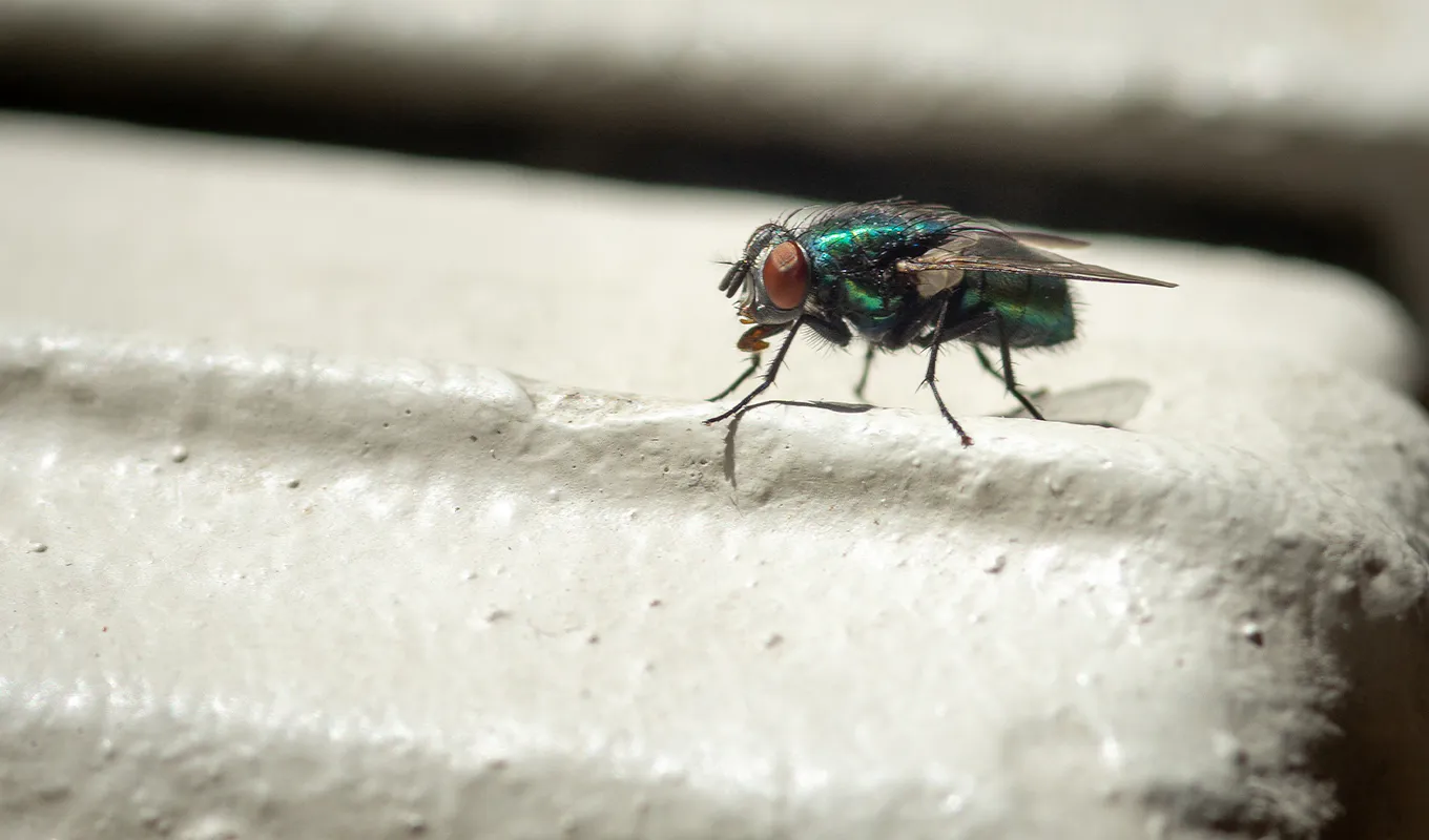 الفرق بين الحشرات الطائرة والزاحفة في طرق المكافحة