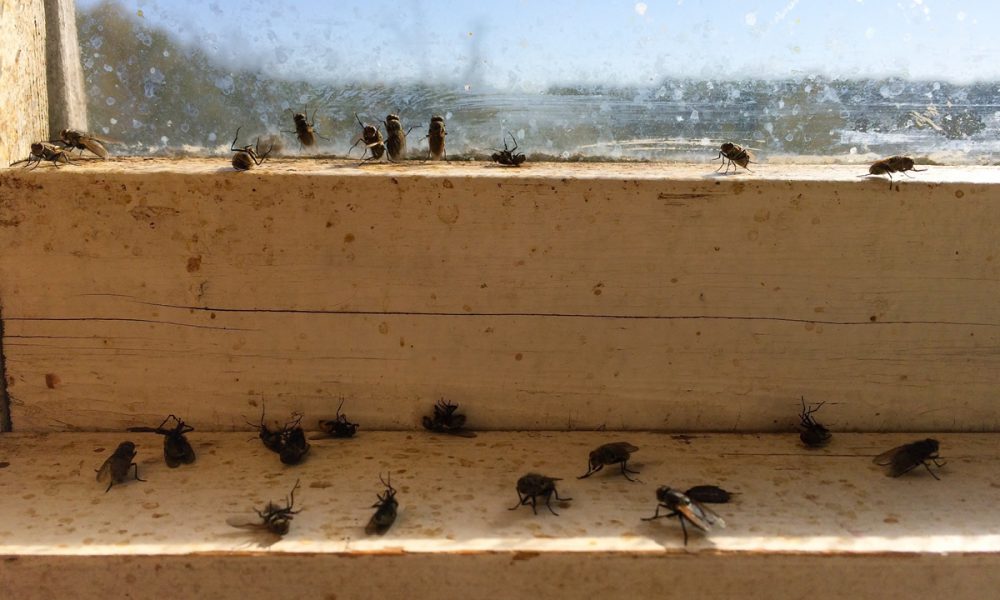 تجمع الذباب المنزلي على نوافذ البيت بسبب الإضاءة والحرارة
