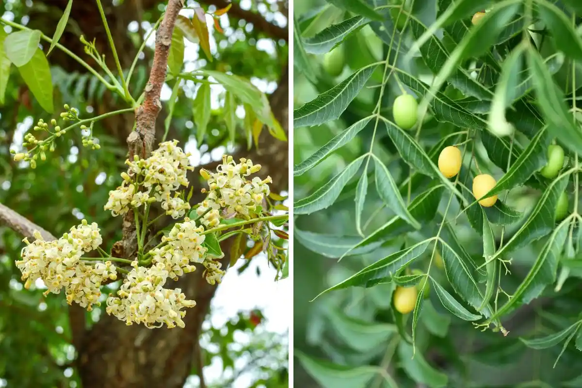 ثمار وأزهار شجرة النيم المستخدمة في صناعة المبيدات العضوية الطبيعية