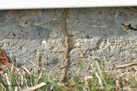 آثار النمل الأبيض على القواعد الخرسانية للمباني.
