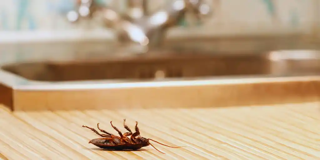 نتيجة فعالة لمكافحة الحشرات المنزلية في المطبخ باستخدام مواد آمنة