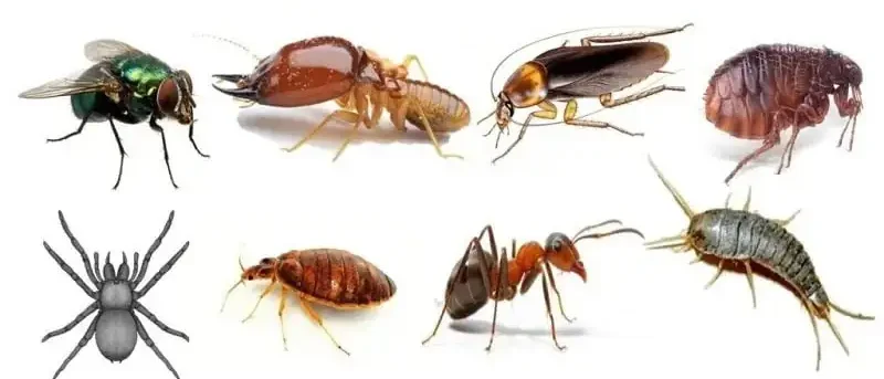 ما هي المبيدات الحشرية؟ وكيف تعمل؟