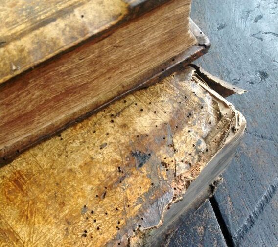 أضرار الحشرات على الكتب القديمة والأوراق في المخازن الرطبة