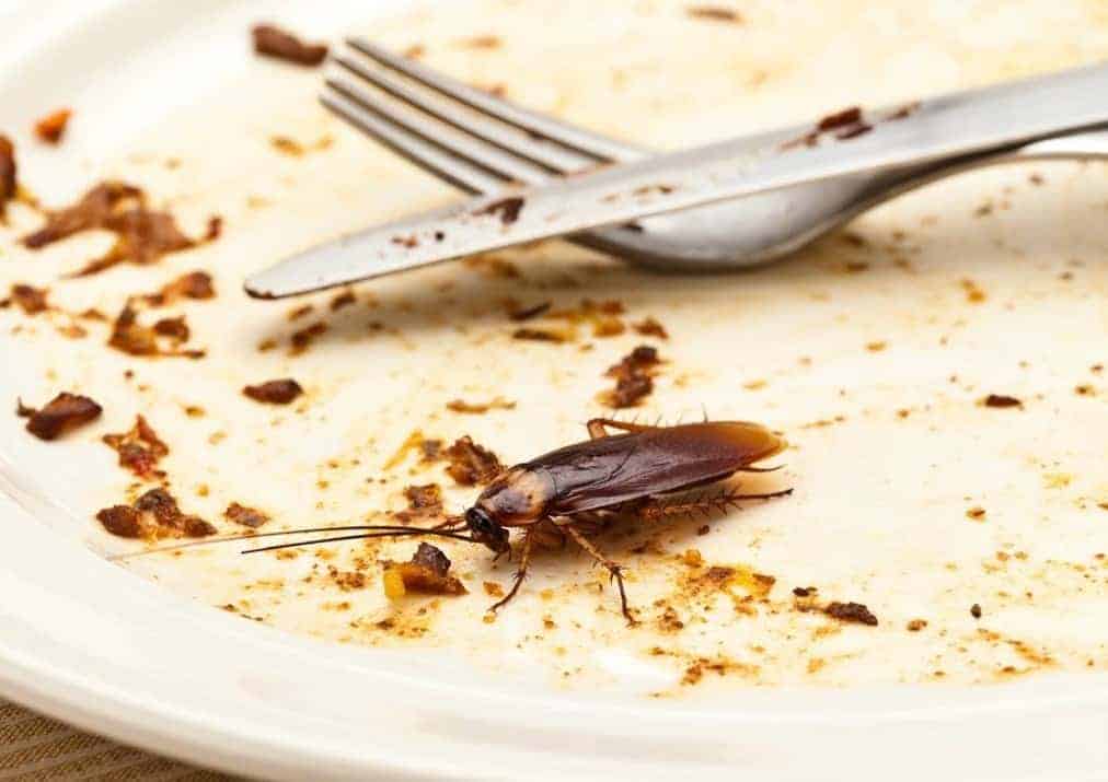 صرصور يمشي فوق طبق طعام يحتوي على بقايا طعام، مما يوضح مخاطر تلوث الغذاء.