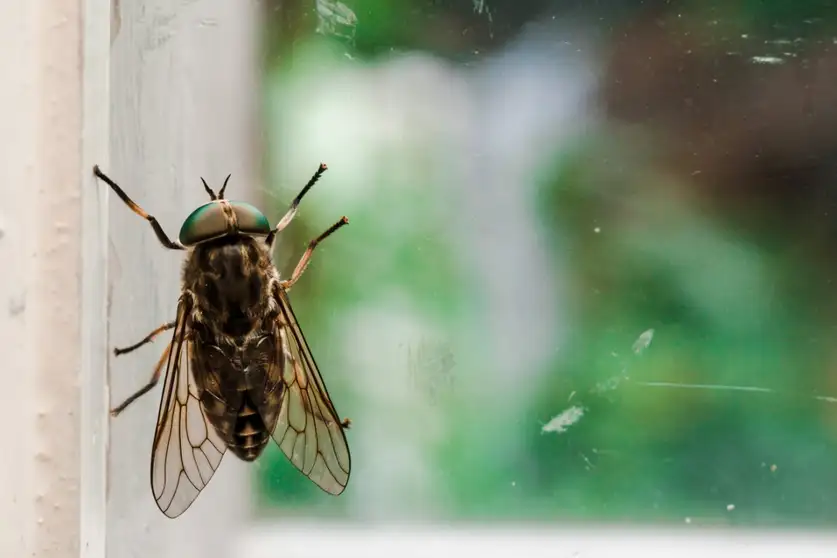 ذبابة كبيرة على نافذة زجاجية، توضح دخول الحشرات من الخارج إلى داخل البيت.