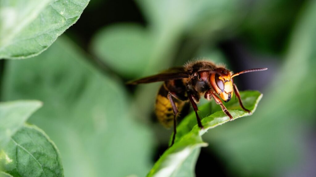 $حشرة برية على أوراق الشجر في حديقة المنزل$