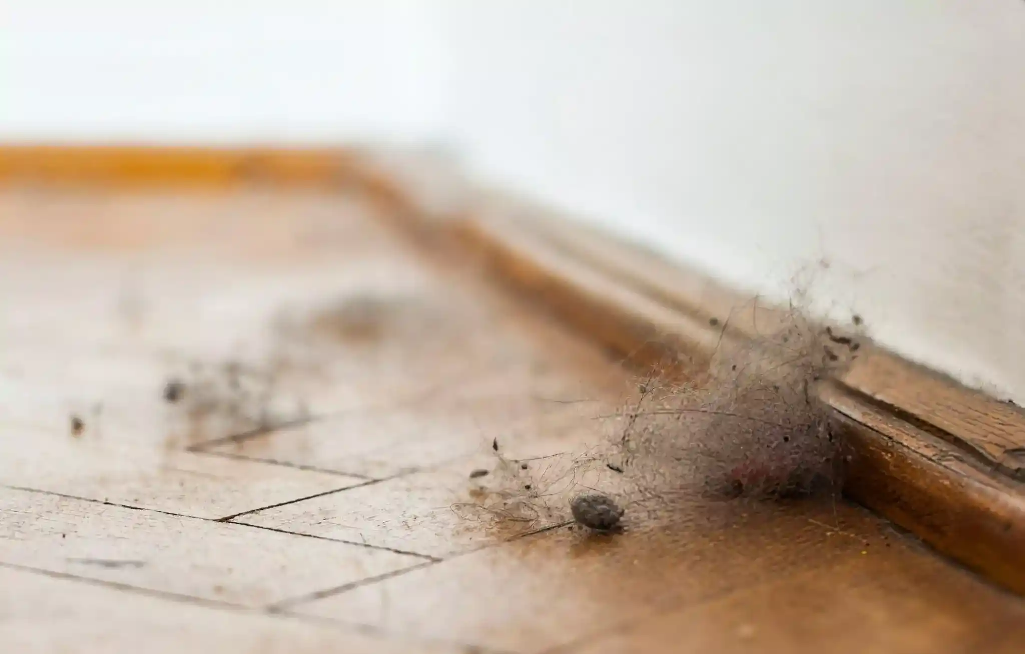 تكدّس غبار وأتربة في زاوية أرضية قرب الحائط، يظهر المنطقة التي غالبًا ما تُهمل في عملية التنظيف العادي من تحت الأثاث.