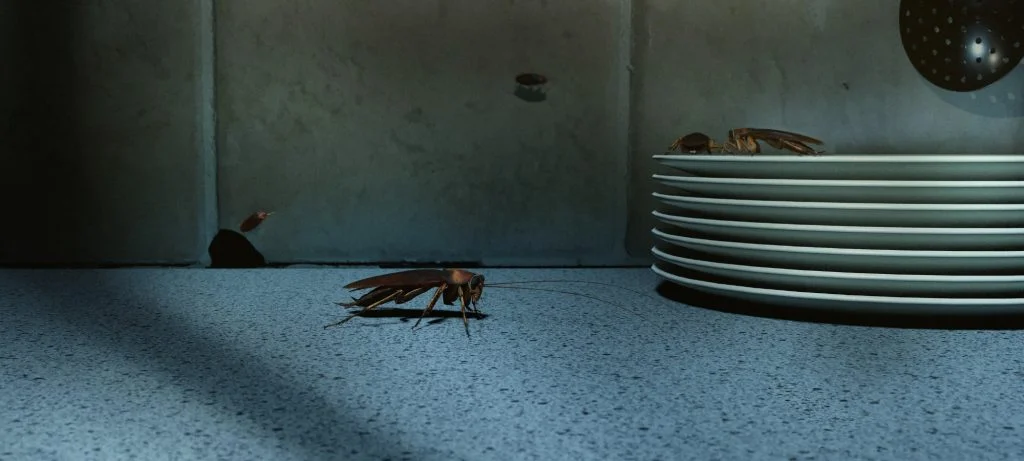 صراصير تتجمع بالقرب من أطباق الطعام النظيفة في المطبخ