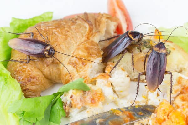 انتشار الصراصير على الطعام المكشوف في المطبخ