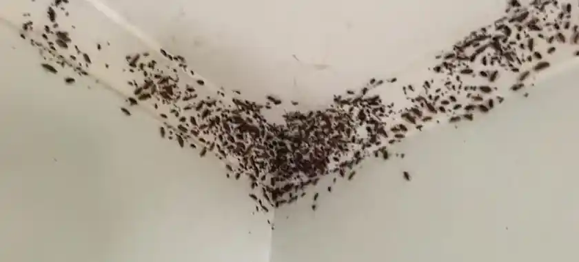انتشار كثيف للصراصير في زوايا سقف الغرفة نتيجة إهمال المكافحة