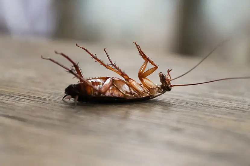 صورة قريبة لصرصور ميت بعد عملية مكافحة آفات ناجحة، مما يدل على كفاءة المبيدات المستخدمة